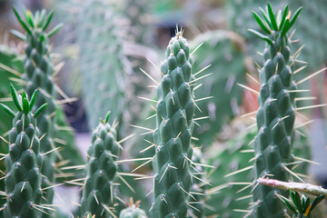 Green cactus close up and background.Botanical pattern