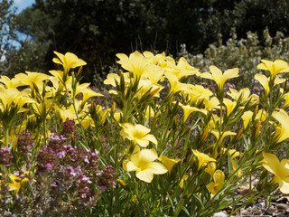 Gelber Lein (Linum flavum) or Gelb-Lein aus den Bessillon-Hügeln in der Provence