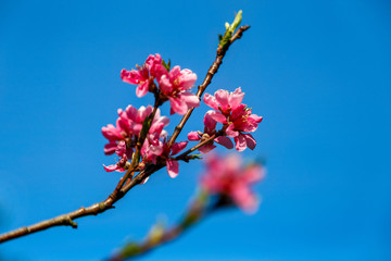 Beautiful pink flowers of spring tree