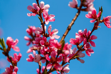 Beautiful pink flowers of spring tree
