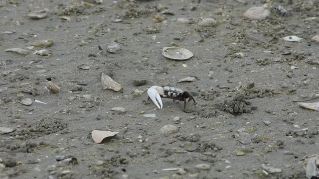 Fiddler Crab (Uca) showing off its claw walking across the sand at the beach in the United Arab Emirates.