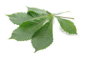 Horse chestnut (Aesculus hippocastanum, Conker tree) leaves isolated on white background
