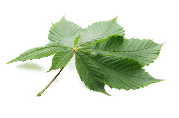 Horse chestnut (Aesculus hippocastanum, Conker tree) leaves isolated on white background