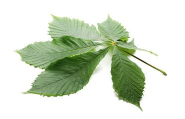 Horse chestnut (Aesculus hippocastanum, Conker tree) leaves isolated on white background