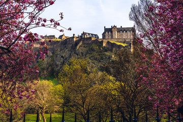 Edinburgh Castle in Scotland , Europe with pink cherry blossom during spring - romantic travel destination.