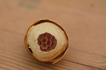 Amazing wasps nest showing hexagonal cells inside. Made by wasp chewing wood from fences etc.