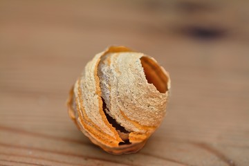 Amazing paperlike wasps nest, made by chewing various woods from fences etc.