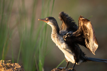 Cormoran