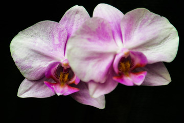 Fototapeta na wymiar Elegant flower of a purple phalaenopsis orchid isolated on a black background.