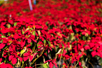 Christmas star at garden.