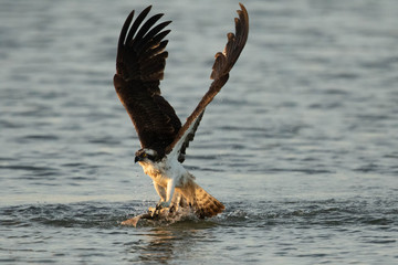 Balbuzard-pêcheur