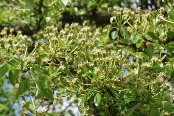 young pears after flowering