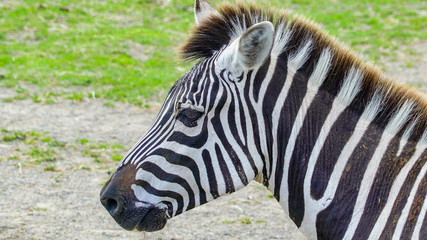 Fototapeta na wymiar 11645_Closer_look_of_zebra_with_black_and_white_stripe.jpg