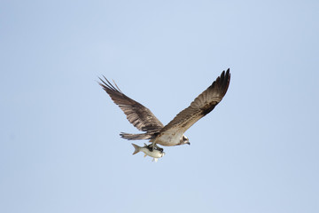 Obraz premium Balbuzard-pêcheur