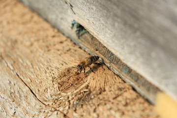 Bee in wooden hive