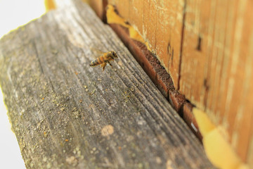 A bee flies up to a wooden beehive.