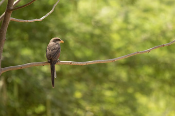 Avifaune du Sénégal