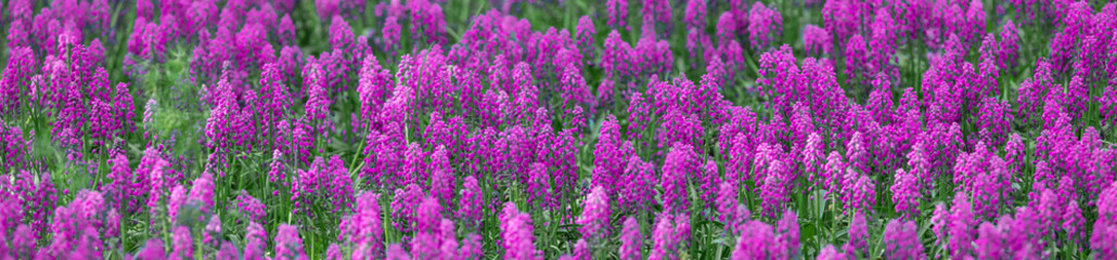 bright colorful background of lilac flower plants