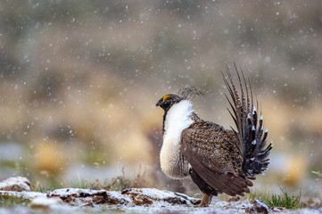 Male Great Sage Grouse, Centrocercus urophasianus, performing mating display on a breeding ground with light snow in the background.