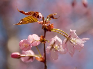 Cherryblossom