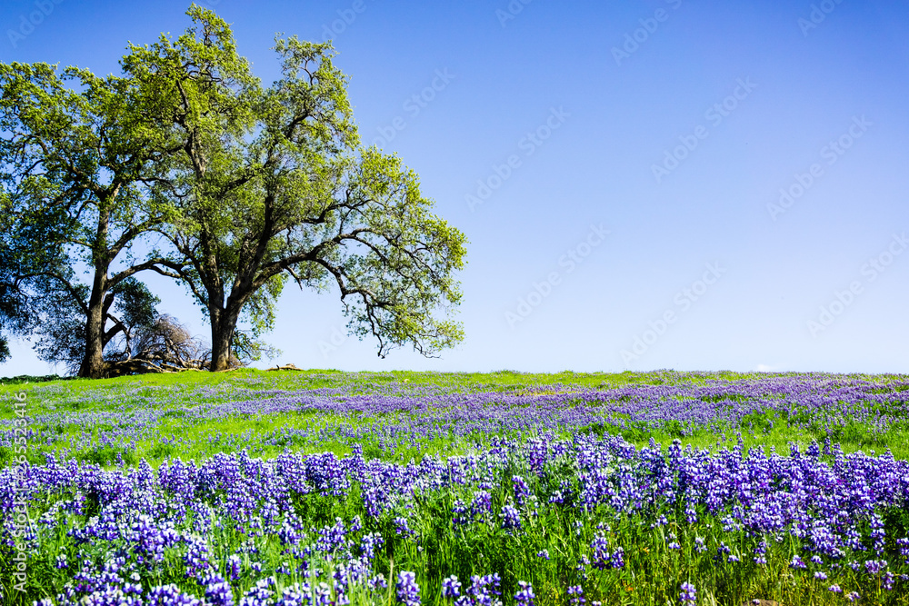 Wall mural oak trees growing on a meadow covered in blooming lupine wildflowers on a sunny spring day; north ta