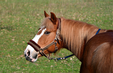 Portrait of a horse, flaxen chestnut.