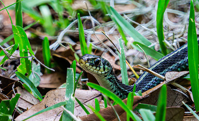 A Common Garter Snake in leaves and grass in the spring