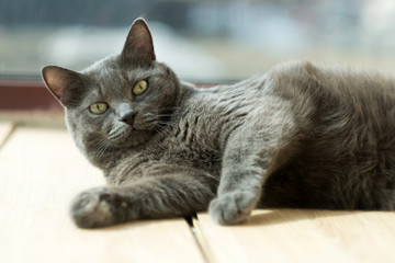 Obraz premium happy fat russian blue cat lying in balcony and having sunbath