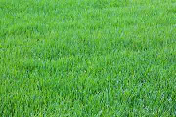 Texture of bright green grass, top view_