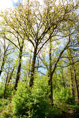 Thick green forest, nature wood sunlight wallpaper, beautiful natural scenery. Vertical.