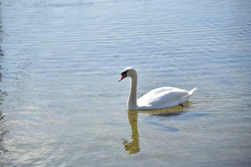 Obraz premium Ein Schwan
