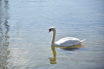 Obraz premium Ein Schwan