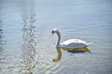 Ein Schwan