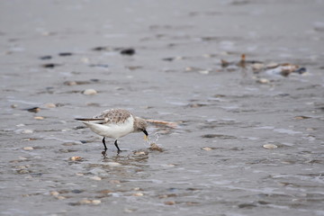 Dreizehenstrandläufer