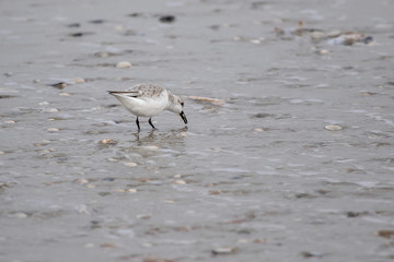 Dreizehenstrandläufer