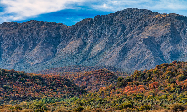 Quebracho forest at the base of the great mountain