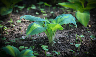 green flower sprout with large leaves on the ground