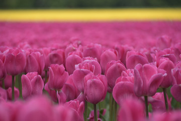 Im Tulpenacker in Holland