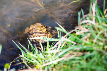 A pair of mating Common Toads (Bufo bufo) on the edge of a pond.