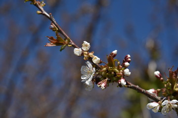 Blüten an einem Baum