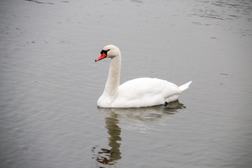 Schwan
