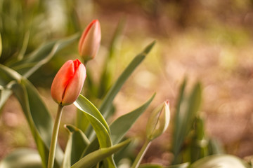 tulips are orange, bright green, close-up blurred background