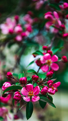 Obraz premium kwitnąca dzika jabłoń