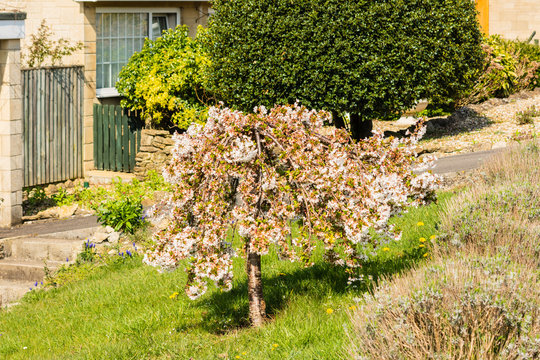 A Dwarf White Weeping Cherry Tree In Blossom In A Front Garden