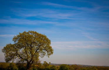 Obraz premium Blue skies with white blossom, oil seed rape field, fields, Hills and cool clouds