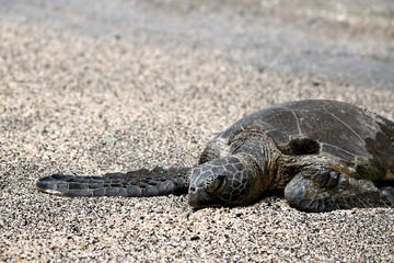 Close up of a green sea turtle relaxing on the beach with the ocean waves gently lapping the sand behind him.