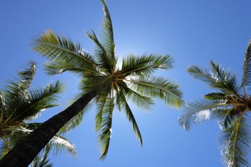 Looking up at a palm tree set against a perfect blue sky with the sun blocked by its large green fronds.