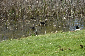 Enten mit Jungtieren Küken