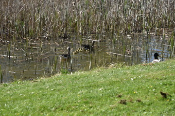 Enten mit Jungtieren Küken