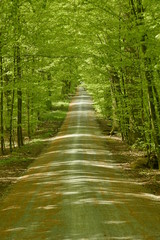 Fototapeta premium Route tranquille et ombragée sous le feuillage luxuriant des hêtres au bois des Capucins à Tervuren